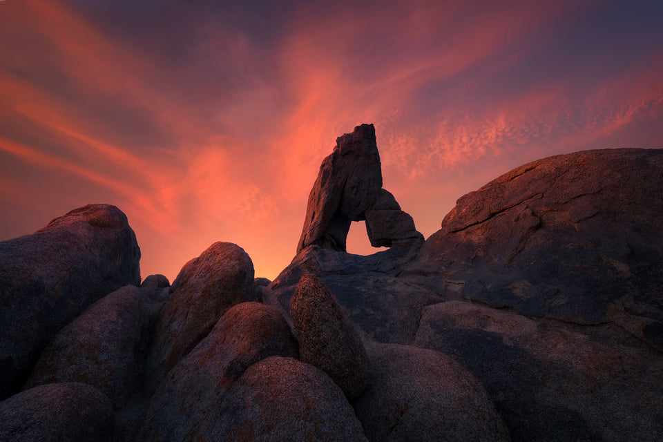 Phoenix Rising