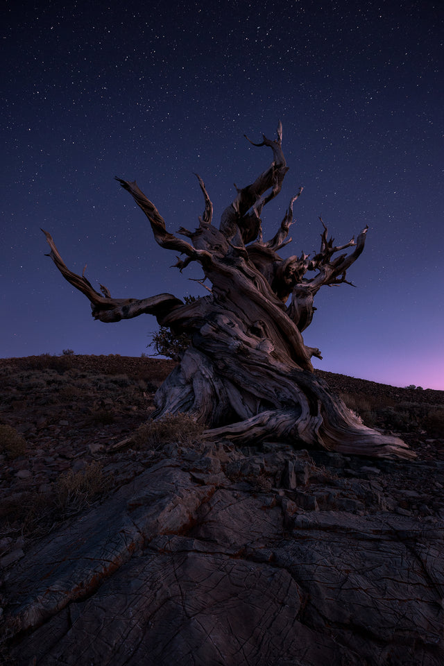 Twisted And Ancient