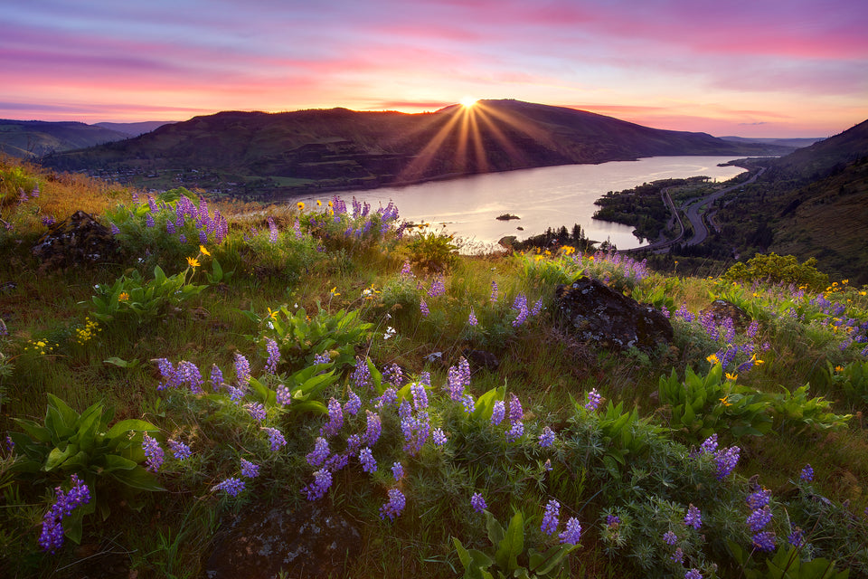 Rowena Rising