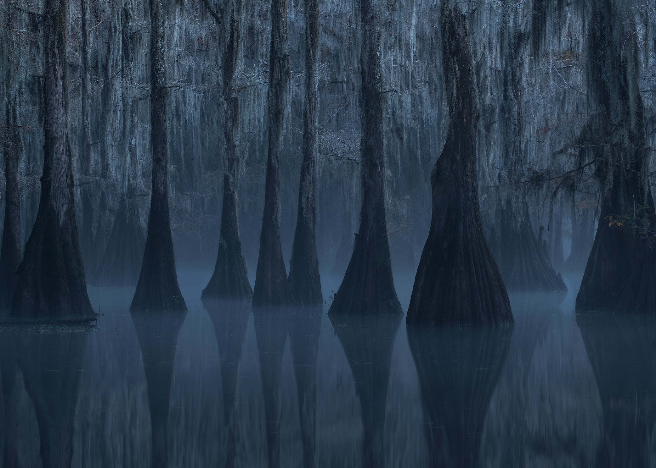 Ghosts in the Swamp – Miles Morgan Photography